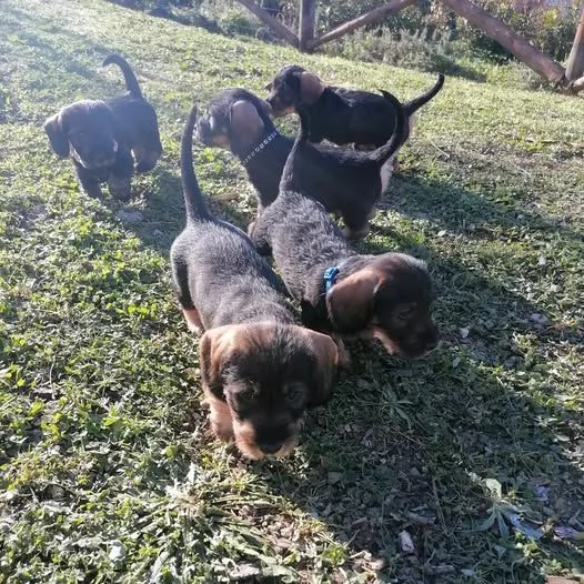 BASSOTTO CUCCIOLO CUCCIOLI PELO DURO | Foto 1