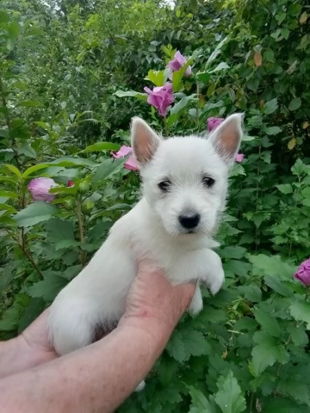 regalo adorabili cuccioli  west highland terrier bianco femminucce e maschietti disponibili 