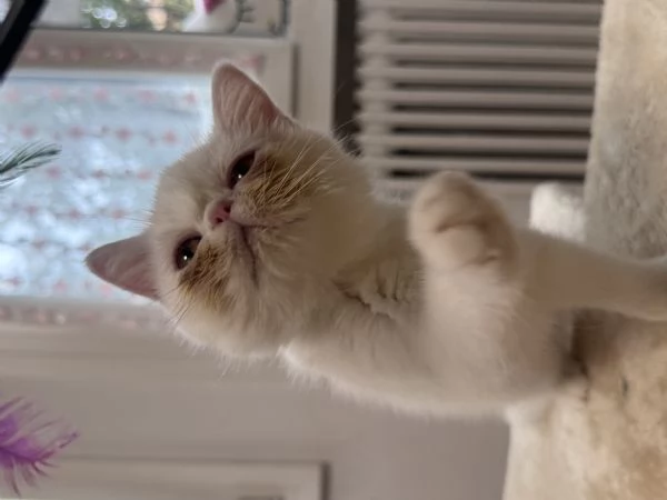 Cuccioli exotic shorthair  | Foto 5