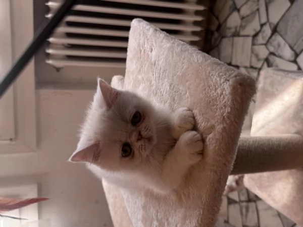 Cuccioli exotic shorthair  | Foto 4