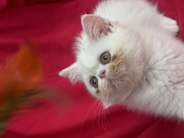 Cuccioli exotic shorthair  | Foto 0