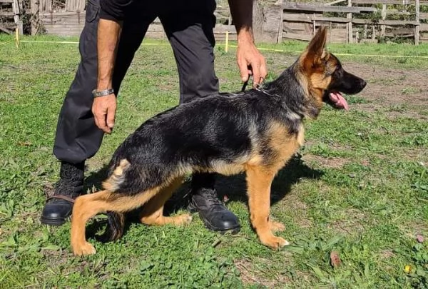 Cuccioli di Pastore Tedesco | Foto 0