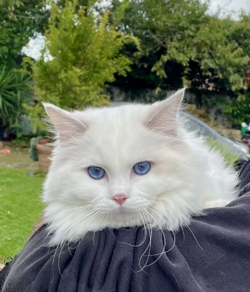 Meravigliosi cuccioli  Ragdoll