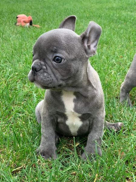 Bouledogue - Bulldog francese blu da 80 euro al mese - Milano, Lombardia -  Annunci Animali -  : Gratis Cani, Gatti