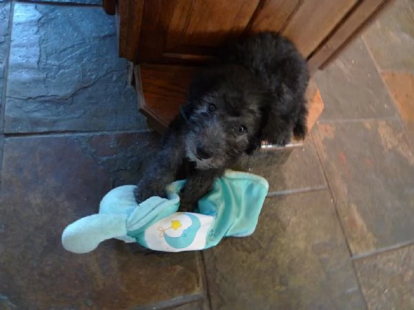 Cuccioli di Bedlington Terrier