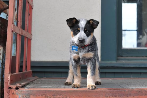  Australian Cattle Dog cuccioli