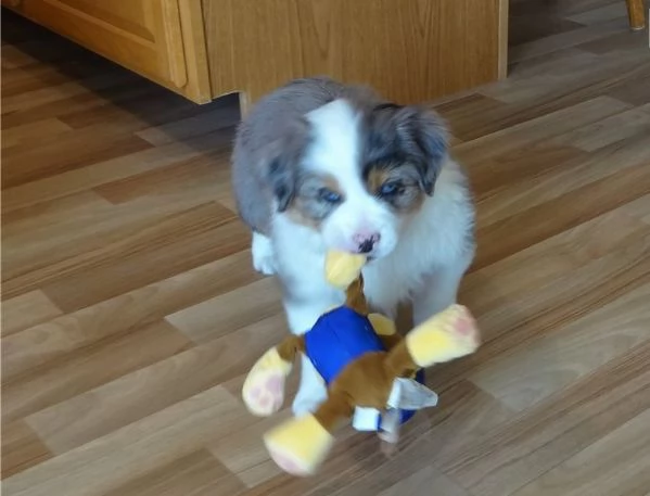 Cuccioli di pastore australiano 