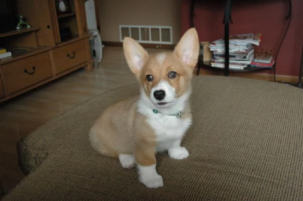 Welsh Corgi Pembroke