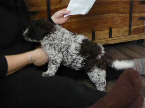 Cuccioli di Lagotto Romagnolo 