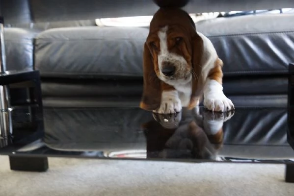 Cuccioli di  Basset Hound