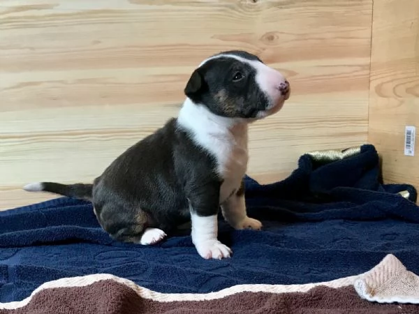  Cuccioli di Bull terrier