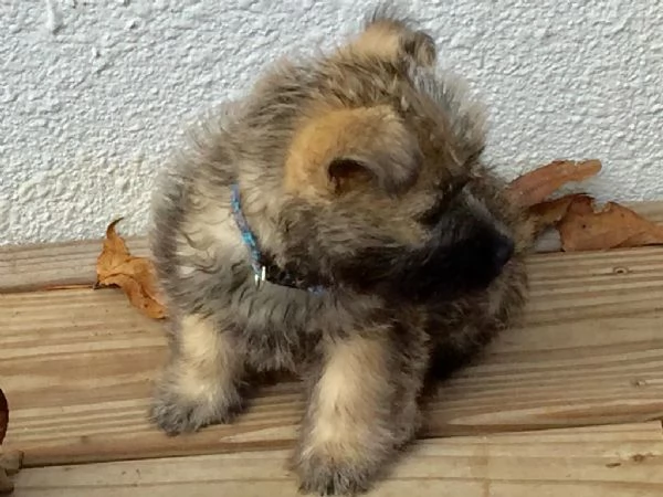 Cuccioli di Cairn Terrier