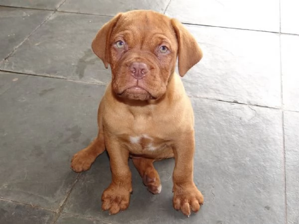 Cuccioli Dogue de Bordeaux 