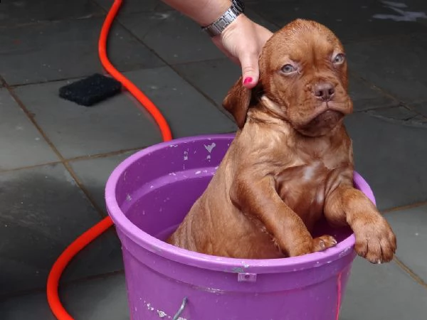 disponibili cuccioli di dogue de bordeaux | Foto 0