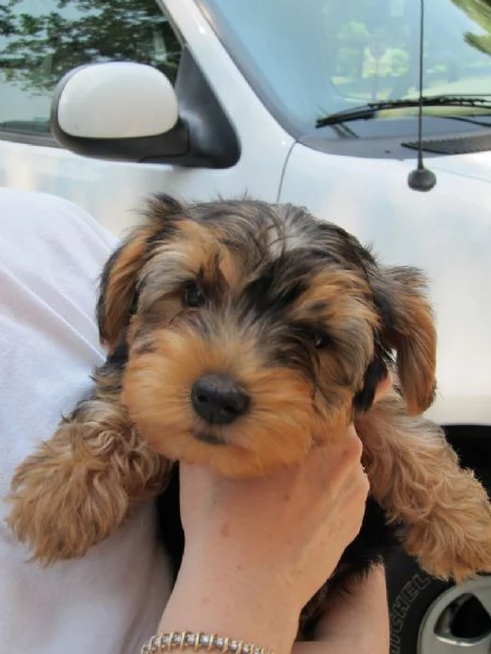 disponibili cucciolo di yorkshire terrier | Foto 1