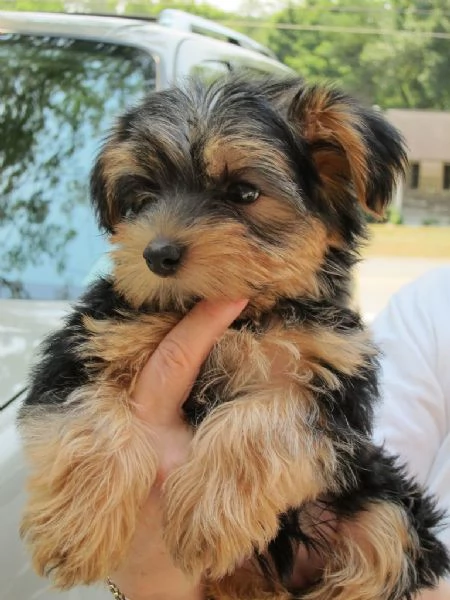 disponibili cucciolo di yorkshire terrier