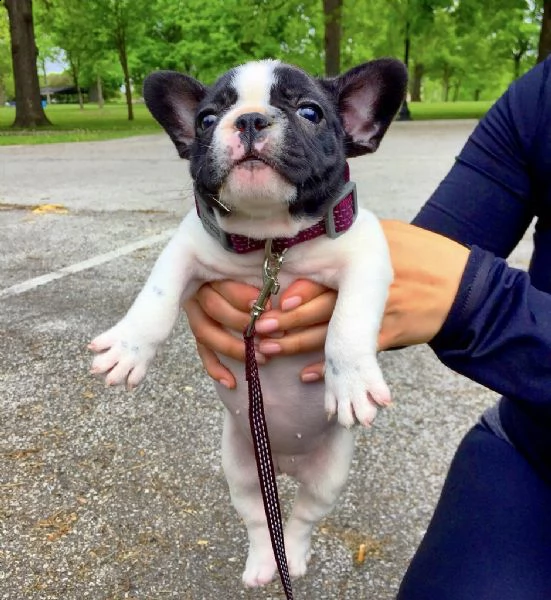 cuccioli di bouledogue francese | Foto 0