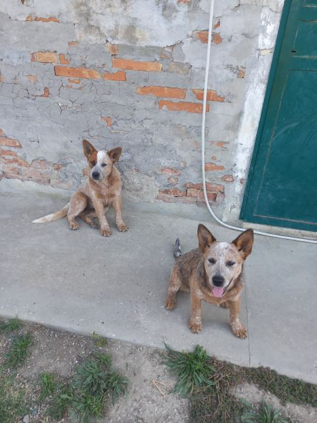 cuccioli di heeler rossi e blu