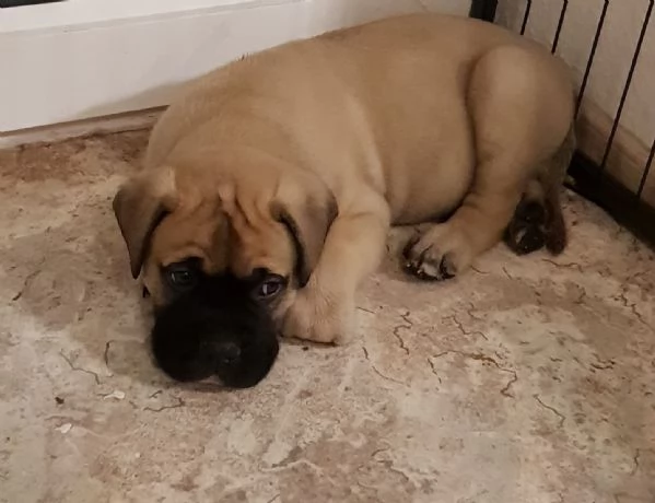 Cuccioli di Bull Mastiff | Foto 0