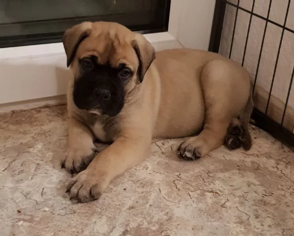 Cuccioli di Bull Mastiff