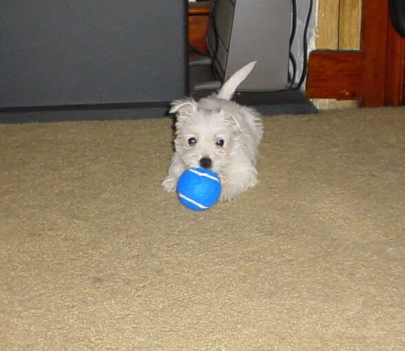 cuccioli di west highland white terrier