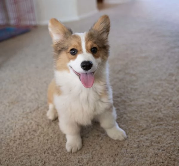  Welsh Corgi Pembroke