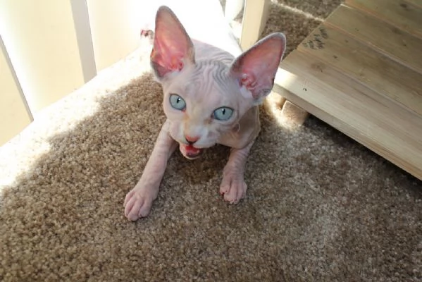 Razza di  gatti Sphynx maschio e femmina