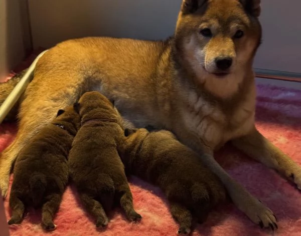 Cuccioli Shiba Inu | Foto 0