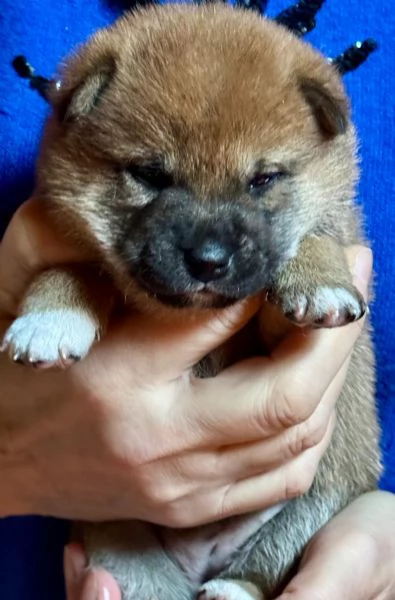 Cuccioli Shiba Inu | Foto 2