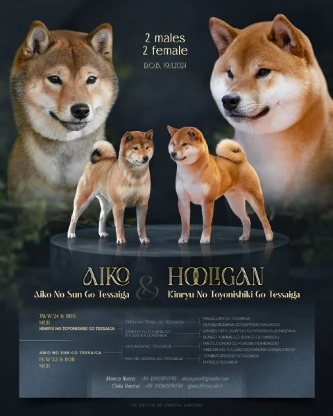 Cuccioli Shiba Inu