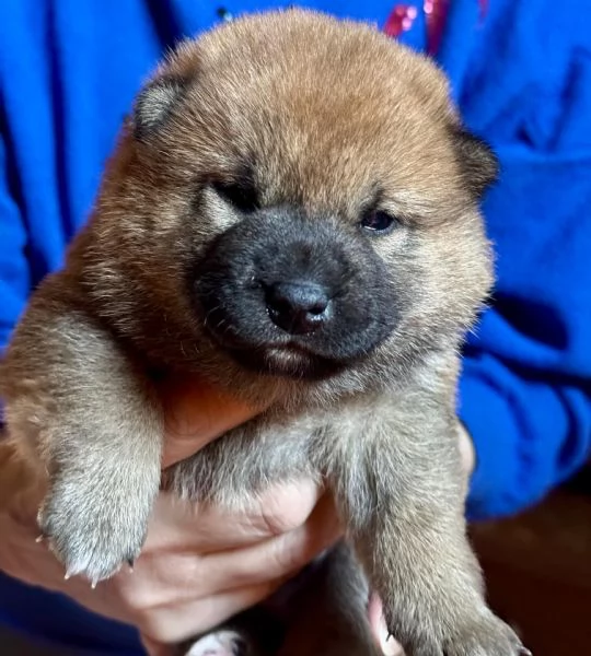 Cuccioli Shiba Inu | Foto 1