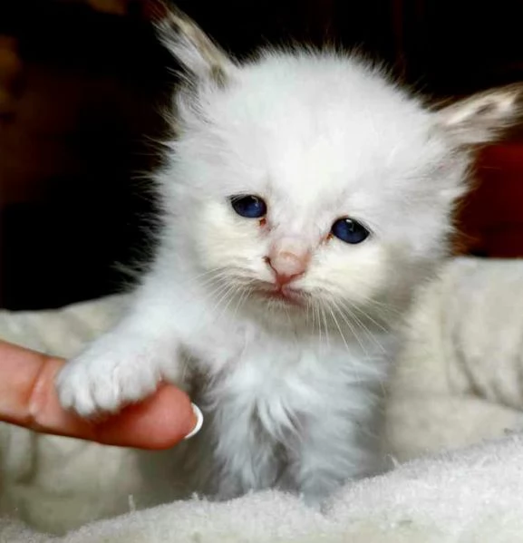 Cuccioli Sacro di Birmania | Foto 5