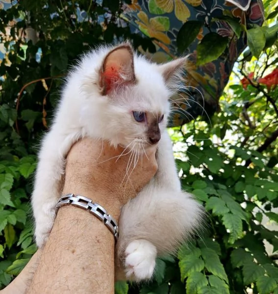 Cuccioli sacro di Birmania  | Foto 4