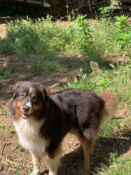 cane da pastore australiano mix di alano