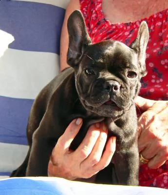 Cuccioli Bulldog Francese Disponibili. Allevamento Italiano Bouledogue – Bulldog  Francese Expo