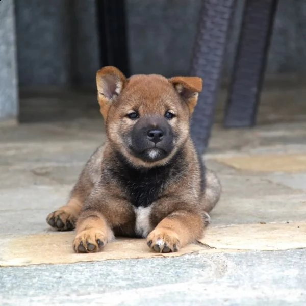 cucciolo meraviglioso shiba inu color sesamo disponibile 