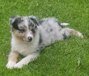 CUCCIOLE AUSTRALIAN SHEPHERD | Foto 1