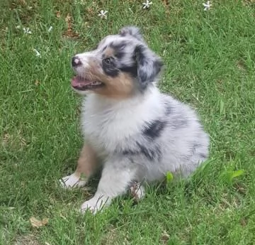 CUCCIOLE AUSTRALIAN SHEPHERD