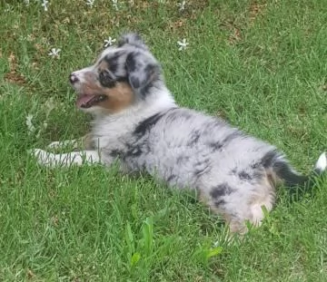 CUCCIOLE AUSTRALIAN SHEPHERD | Foto 0