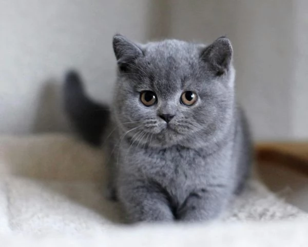 MAGNIFICI CUCCIOLI BRITISH SHORTHAIR BLU E LILAC