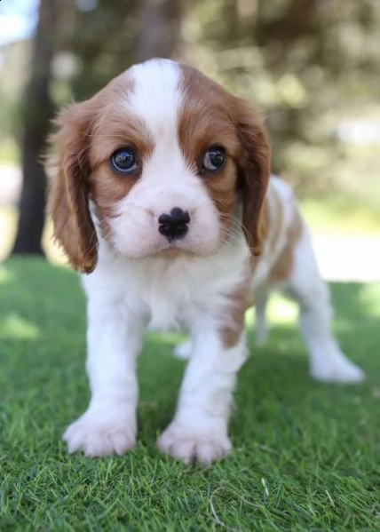 Allevamento Cavalier King Charles Spaniel - Animali In vendita a Cuneo