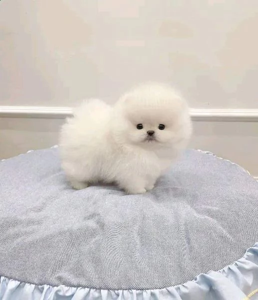 cucciolo di pomerania bianco di inestimabile valore per adozione