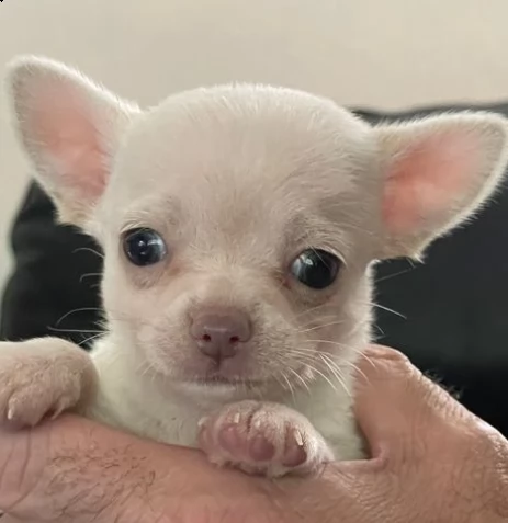 cuccioli di chihuahua