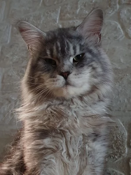 Cuccioli  di Maine Coon Femmine 