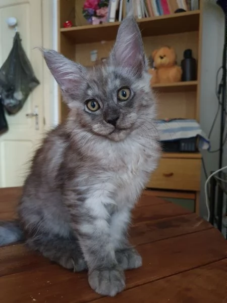 Cuccioli  di Maine Coon Femmine  | Foto 3