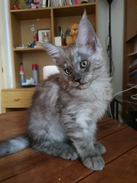 Cuccioli  di Maine Coon Femmine  | Foto 1