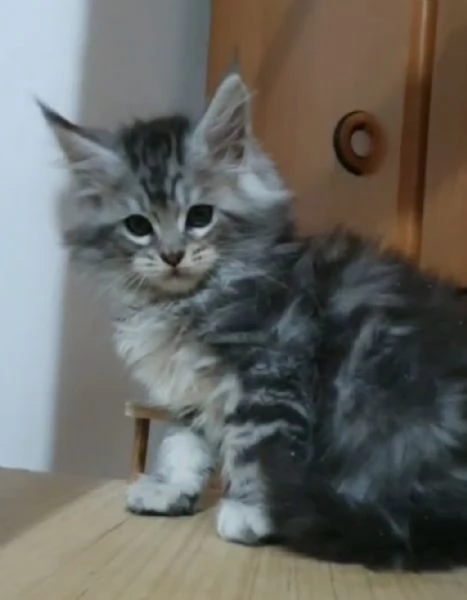 Cuccioli di Maine Coon 