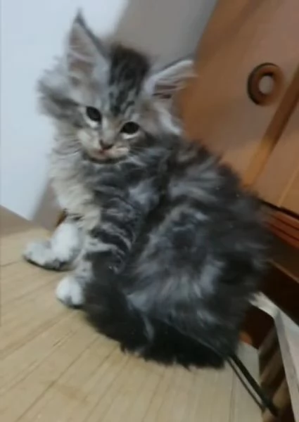 Cuccioli di Maine Coon  | Foto 2