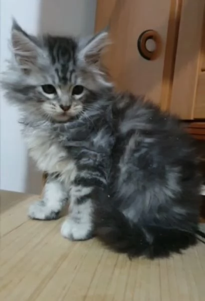 Cuccioli di Maine Coon  | Foto 1