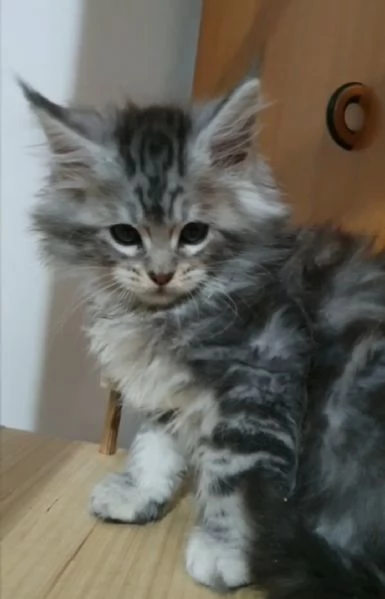 Cuccioli di Maine Coon  | Foto 4